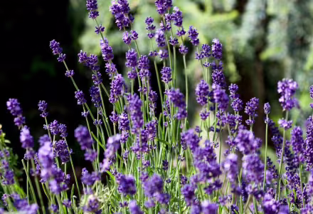 Levandule Montagnac Purple