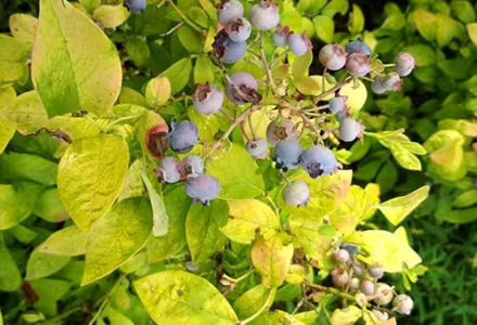 Kanadská borůvka žlutá "Yellowberry Blue"