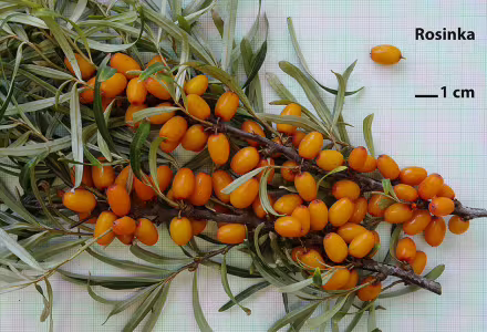 Rakytník řešetlákový - Rosinka