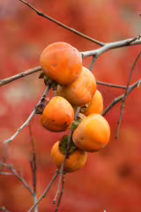 Kaki - Hana Fuyu