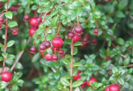 Čilská Myrtha - ugni molinae