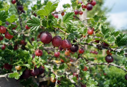 Angrešt Červený - Hinnonmaki red