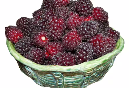 Malinoostružina Dorman Red