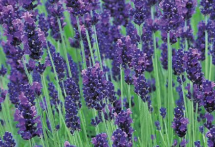 Levandule Hidcote