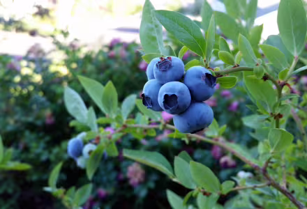 Kanadská borůvka Bluejay - středně raná, tříletá