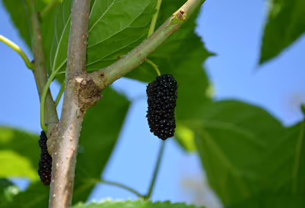 Moruše Mojo Berry