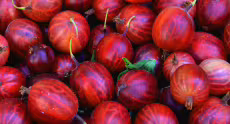 Angrešt Červený - Hinnonmaki red