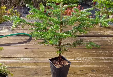 Jedle kavkazská - 4 litry