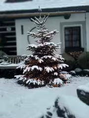 Jedle kavkazská - 4 litry