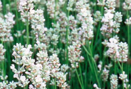 Levandule White Fragrance
