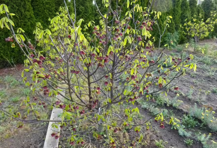 Asimina triloba - Muďoul - Pawpaw - roubovaná
