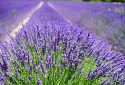 Levandule úzkolistá Hidcote Blue Strain