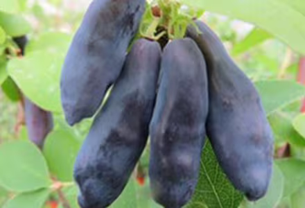 Zimolez kamčatský - 'Blue Banana'