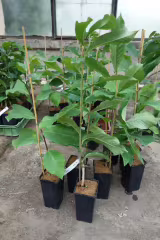 Asimina triloba - Muďoul - Pawpaw - roubovaná