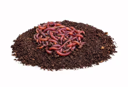 Žížaly kalifornské - Násada cca 300ks