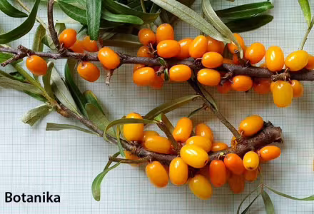 Rakytník řešetlákový - Botanika