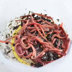 Žížaly kalifornské - Násada cca 300ks