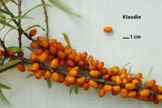 Rakytník řešetlákový - Klaudie
