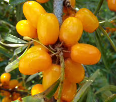 Rakytník řešetlákový - Botanika