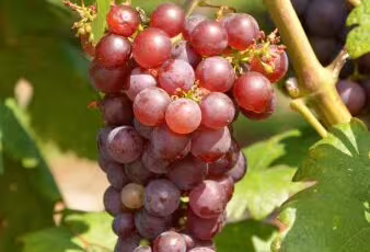 Réva vinná Einset Seedless