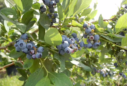 Kanadská borůvka Earliblue - raná, tříletá