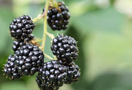 Ostružina Thornfree