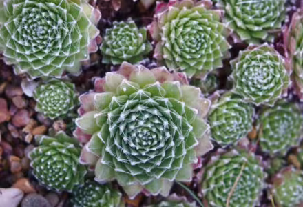 Netřesk - Sempervivum arachnoideum