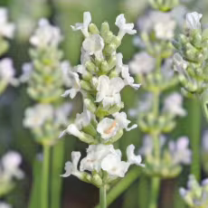 Levandule Montagnac Snow