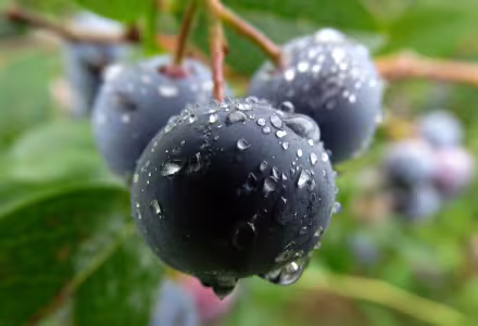Kanadská borůvka Chanticleer - raná, dvouletá