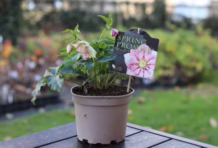Čemeřice ´SP LILY®´