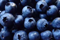 Kanadská borůvka Hardy Blue - středně raná, tříletá